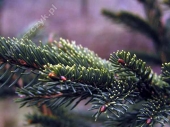 Picea glauca 'Aurea' 